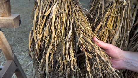 hands examining rice grains in natural setting