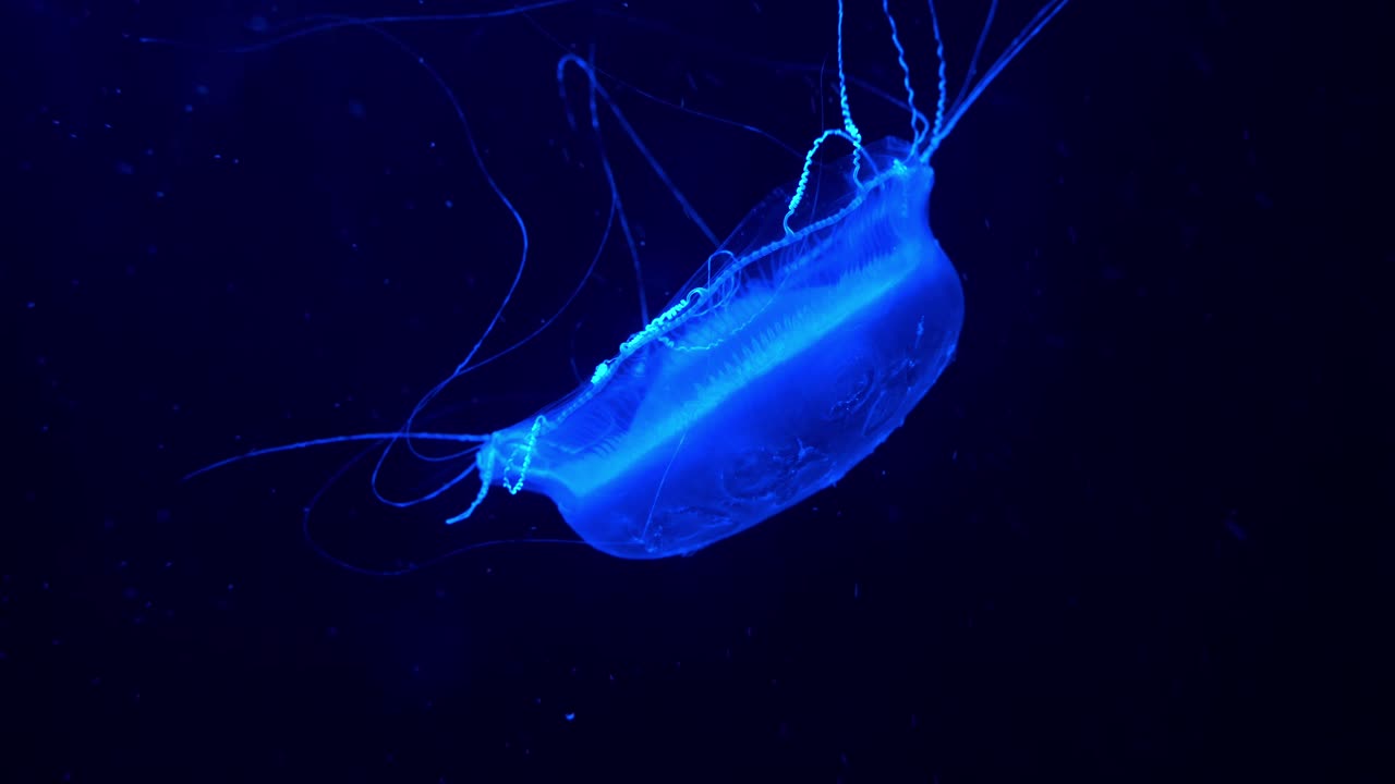 Single adult crystal jelly, aldersladia magnificus swimming in the water, emit green bioluminescence light, green fluorescent protein around the edge of its bell against dark background