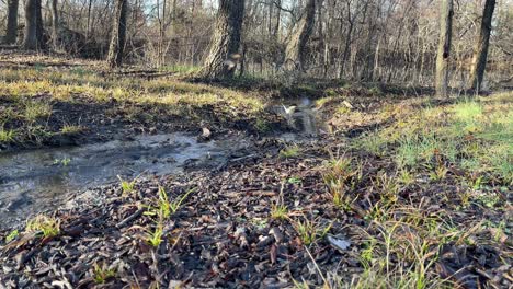 cedar waxwing birds bathing in a small stream of water at the beginning of spring