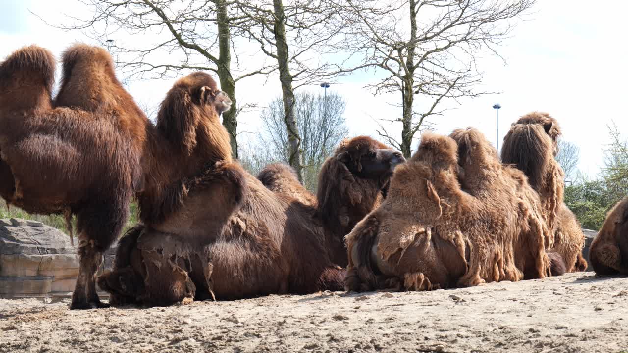 un grupo de camellos bactrianos sentados en el suelo en el zoológico