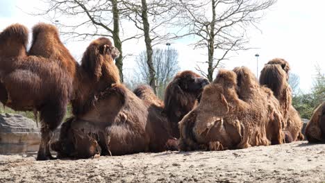 Eine-Gruppe-Von-Trampeltieren-Saß-Im-Zoo-Auf-Dem-Boden