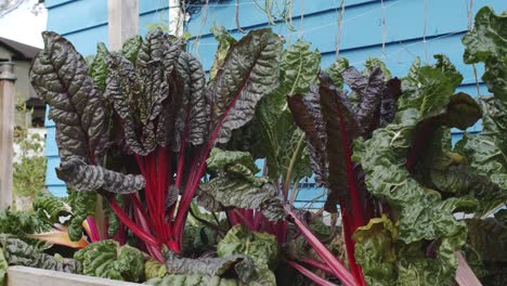 red stemmed urban grown lettuce