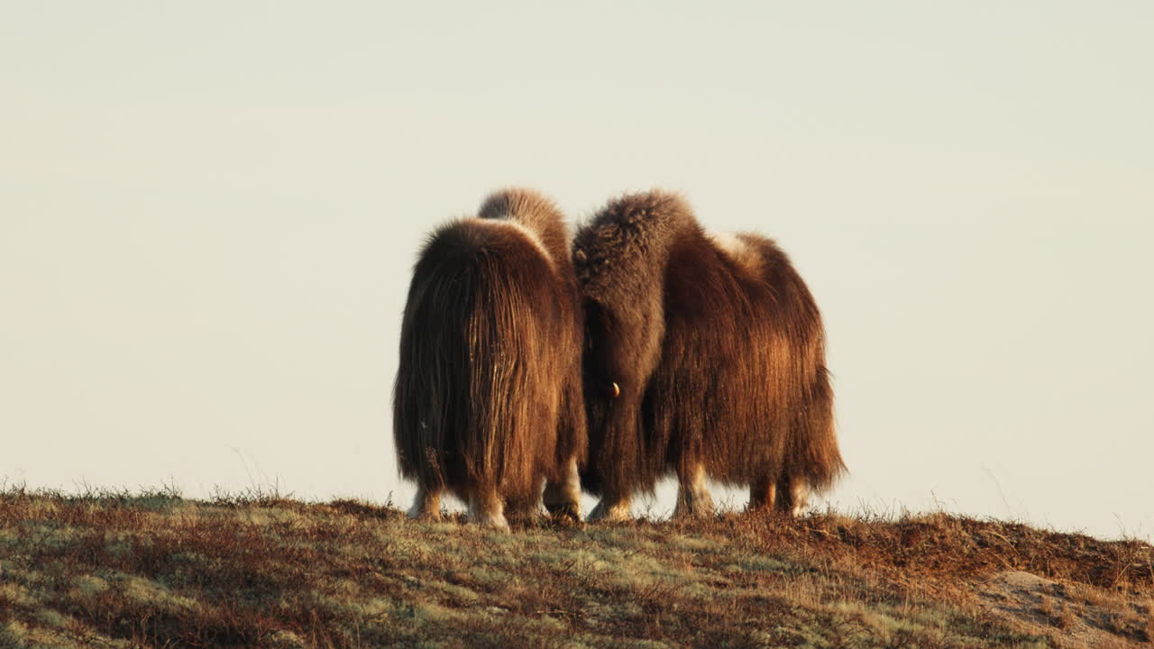 Aggressive rival musk oxen bulls stand head to head challenge in sunset glow