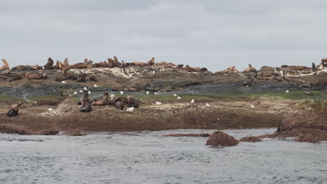 static wide shot showing group of resting sea lions on rocky island during cloudy day on ocean shore