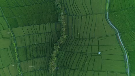 aerial view of irrigated rice paddies