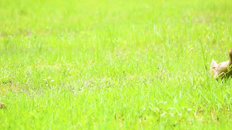 Brown-Ducks-wander-around-enjoying-the-green-grass-and-looking-for-food-in-Bangladesh