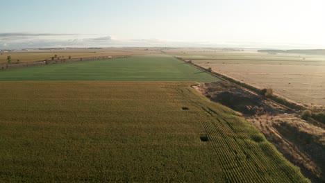 Shade-of-green,-yellow-and-brown-in-planted-farm-fields-on-the-agricultural-landscape-of-the-plains