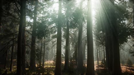 sequoia national park under the fog mist clouds