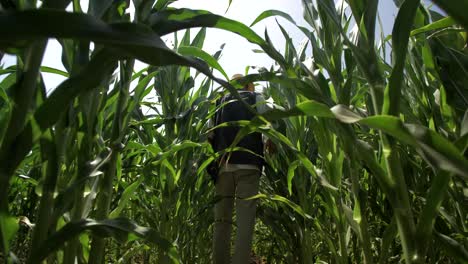 A-man-checking-on-his-maize-plantation
