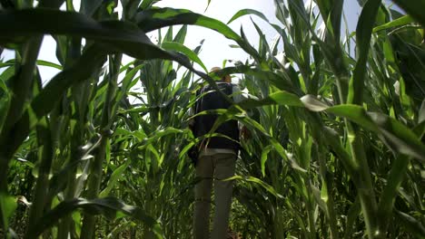 a man checking on his maize plantation