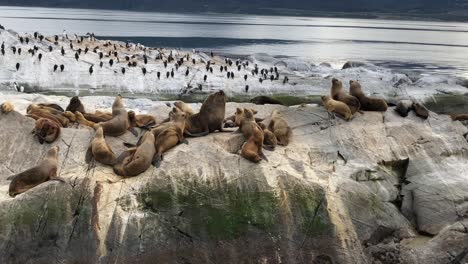 Isla-De-Los-Leones-Marinos,-Una-Interacción-Entre-El-Macho-Alfa-Y-Otros-Leones-Marinos