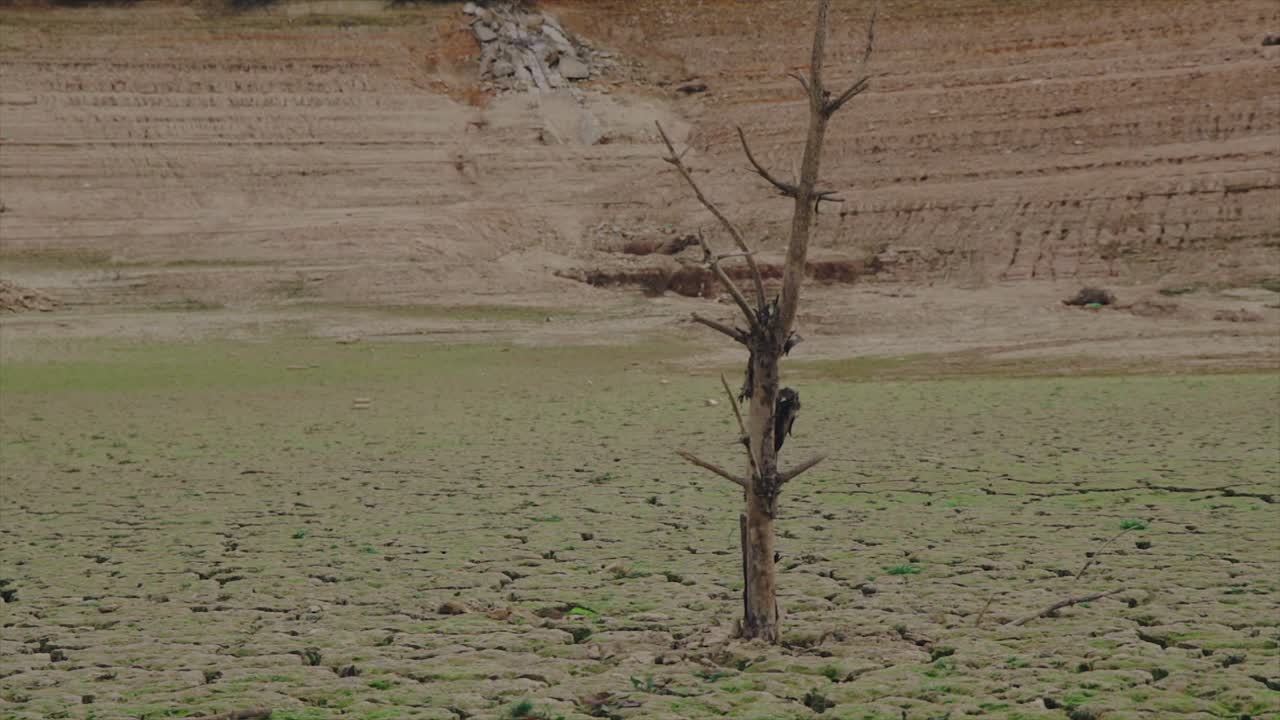 Dead tree in the middle of a desert with big cracks in the ground caused by drought. Global warming concept.