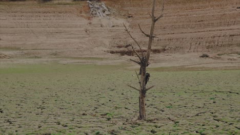dead tree in the middle of a desert with big cracks in the ground caused by drought. global warming concept.