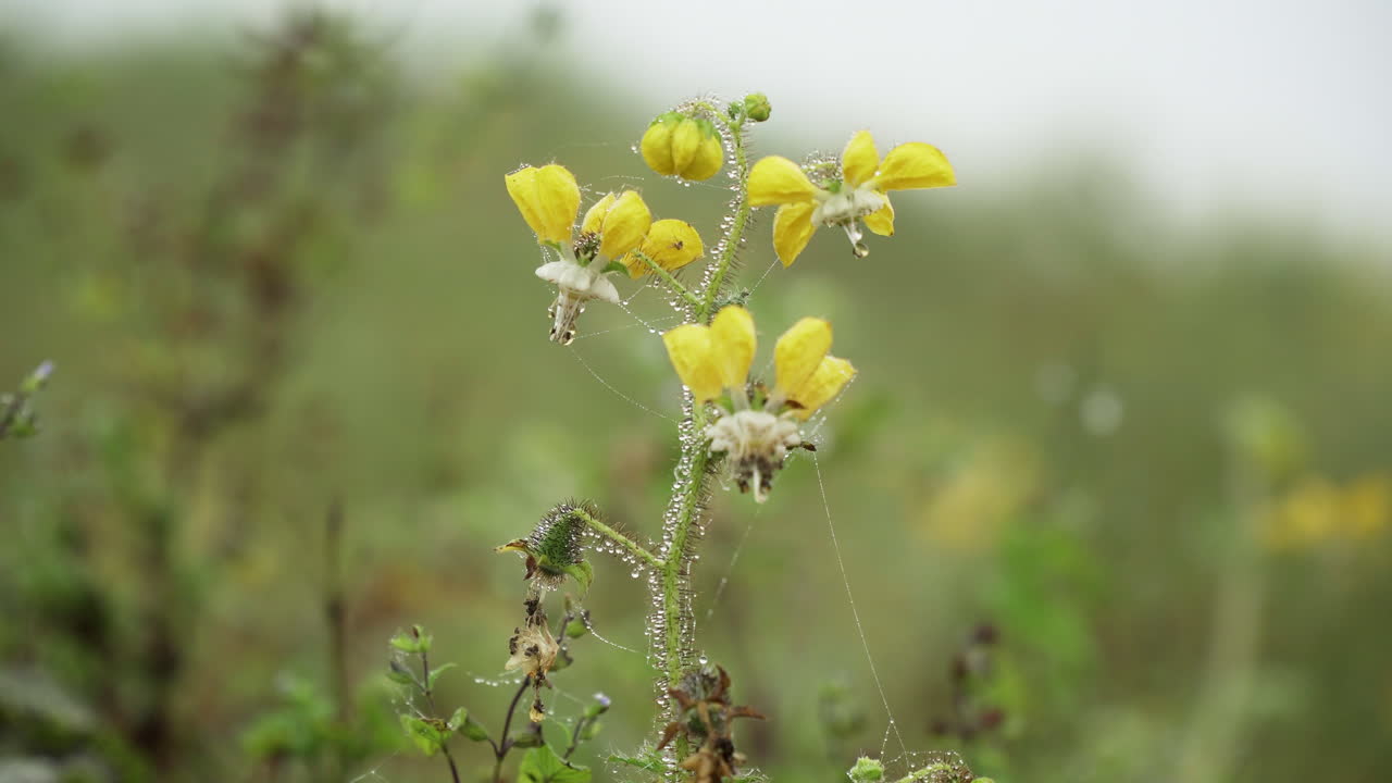 Closeup shot of a stalk of daisy with morning dew and web, Lomas de Manzano, Pachacamac, Lima, Peru