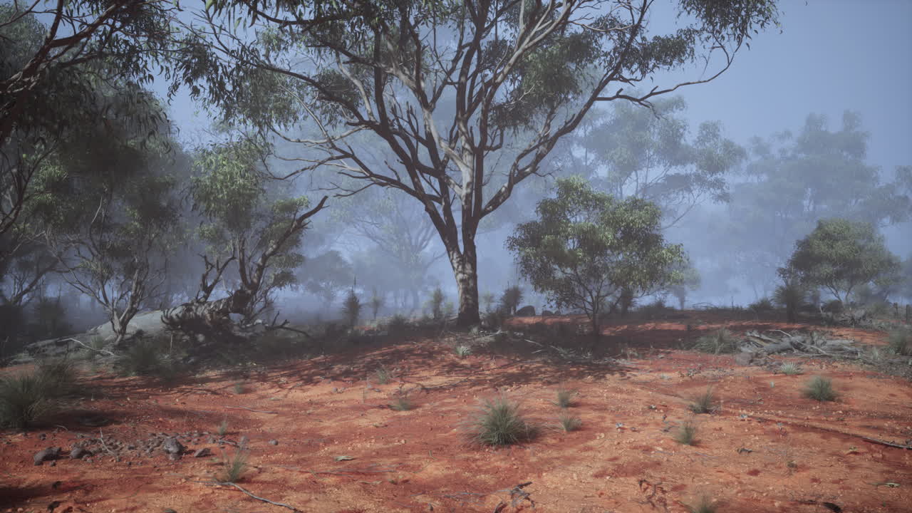 Enchanting serenity a majestic journey through the australian bush
