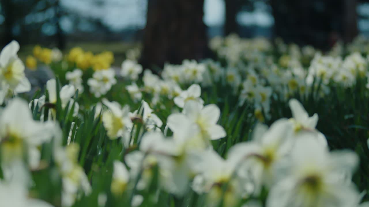 Panning Close Up of White Daffodils in the Garden with Trees in the Background