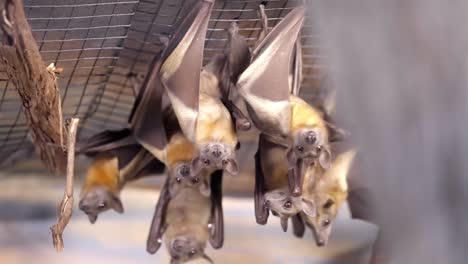 colony of bats hanging upside down facing forward from wire mesh of enclosure