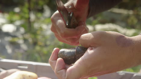 Primer-Plano-En-Cámara-Lenta,-Cortando-Una-Patata-Reina-Morada,-Día-Soleado-Retroiluminado