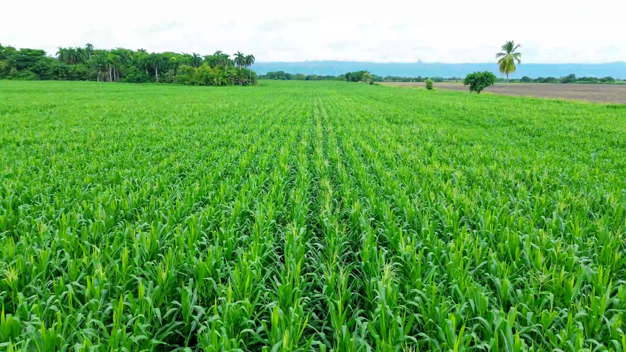 Tall corn stalks rise from rich soil, forming a beautiful patchwork of green across the landscape