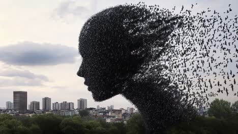 birds in the city