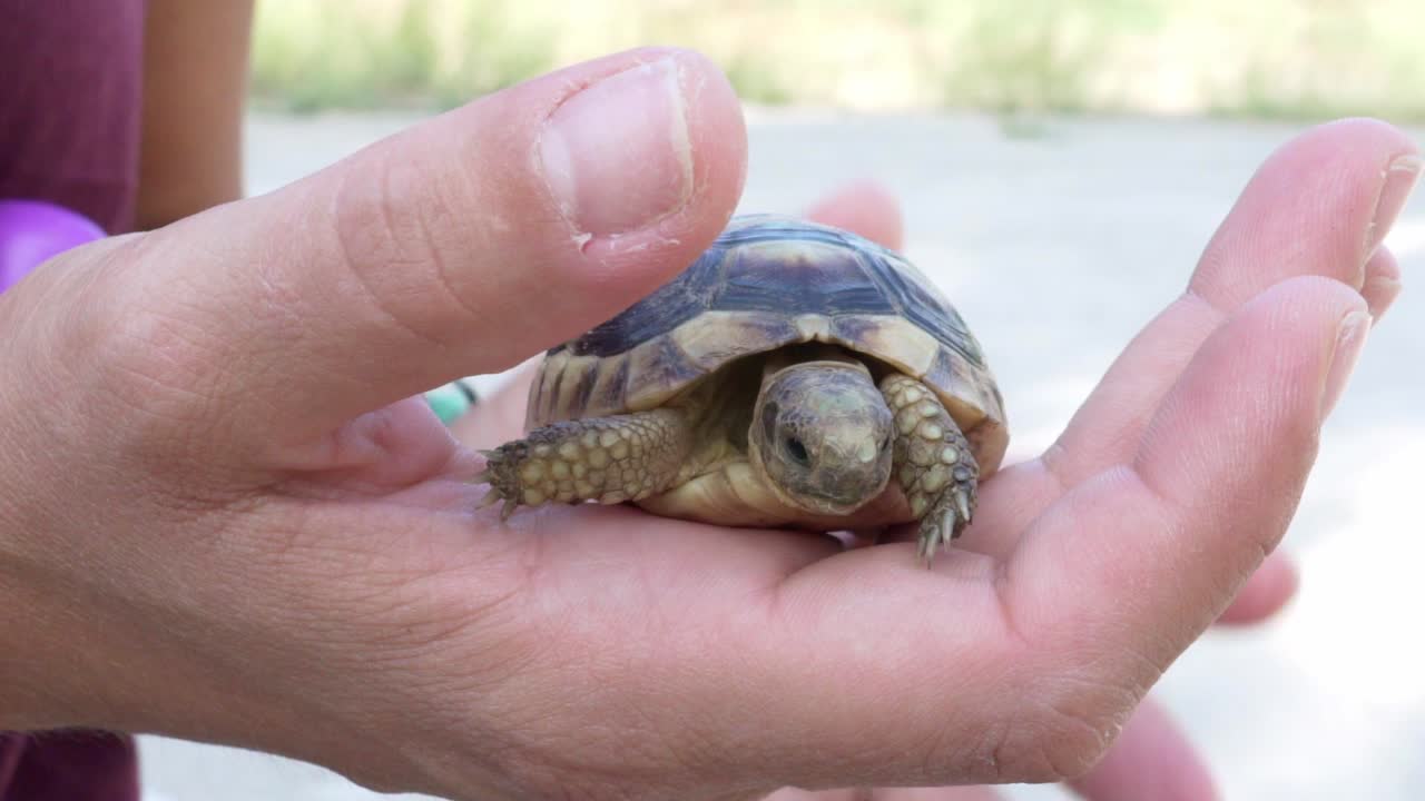 Close up on woman's hands, holding a baby leopard tortoise outdoors, rubbing her shell 120fps