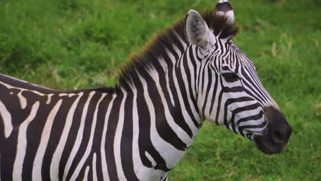 an african zebra stands on green grass and rests under the bright sun in the hot savannah