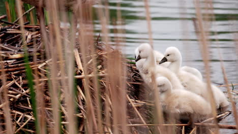 a mother swan nestled comfortably with her cygnets gathered at her side.