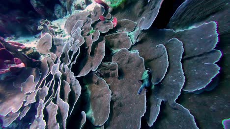 redsea small fish with a white belly and black back hides among large, undulating brown coral formations on a bright, sunny day in a tropical ocean, with the camera looking down