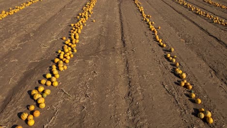 pumpkins lying on the ground for harvest - aerial drone shot