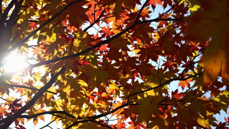 autumn maple tree