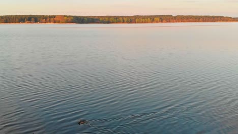 two male mallard ducks swimming in a lake on a morning sunrise, aerial view