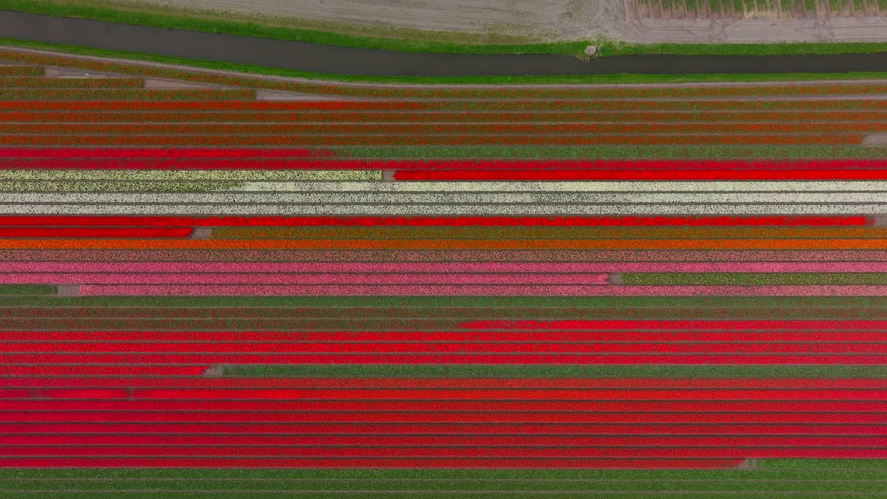 яркие красно-белые и розовые ряды цветов с оранжевой линией канала в поле