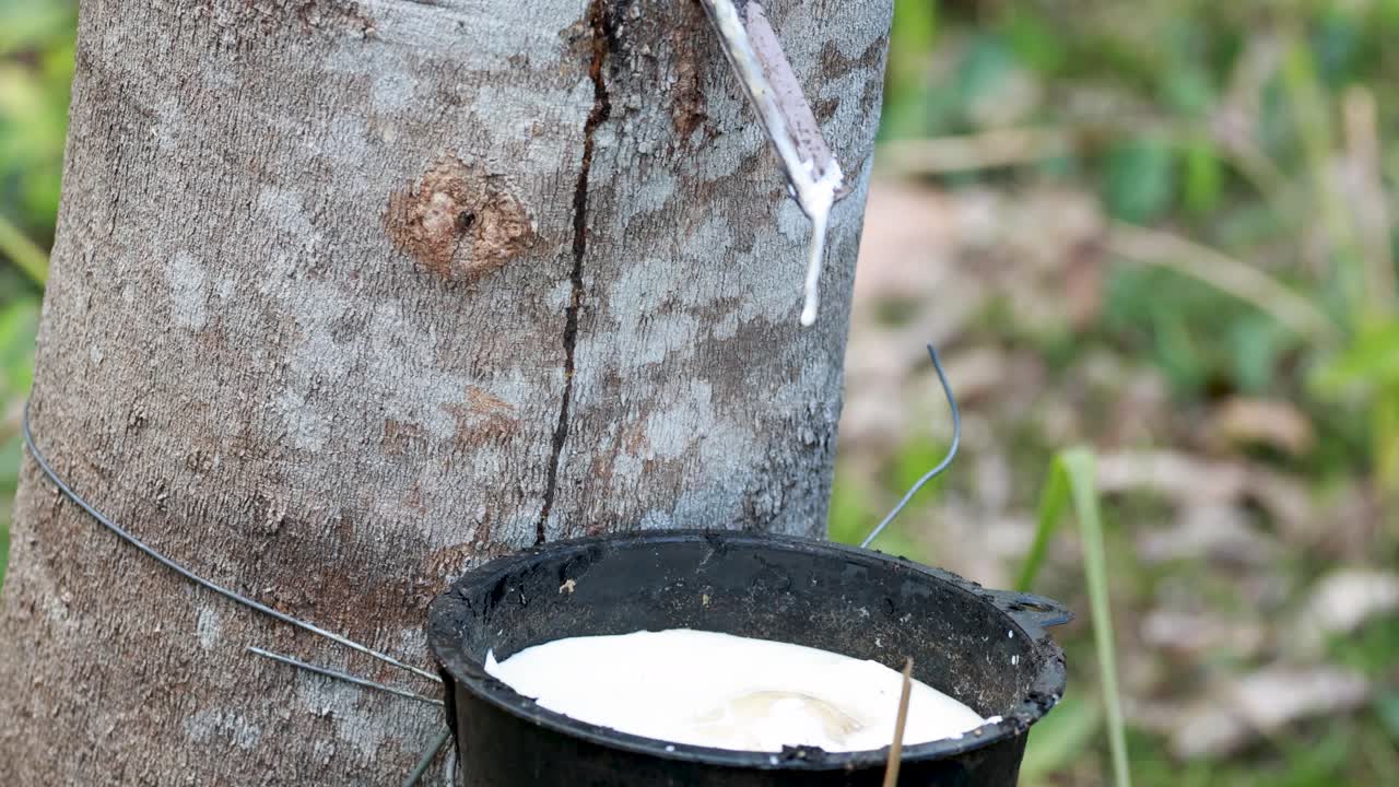 Close-up of latex dripping from a rubber tree into a collection cup in a natural setting