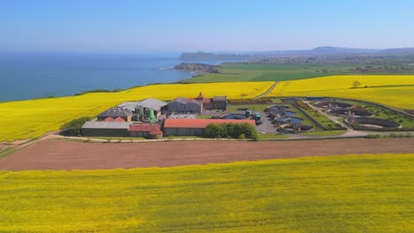aerial drone view of a wastewater treatment plant in a bright yellow rapeseed field with scarborough in background,north yorkshire, uk