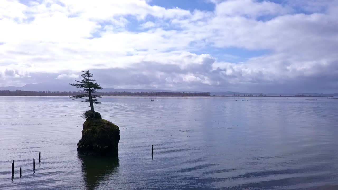 volando por un árbol solitario en una isla rocosa en la bahía con un dron 1080p