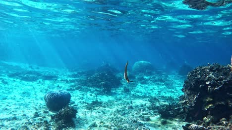 teira batfish swimming swimming in crystal clear ocean