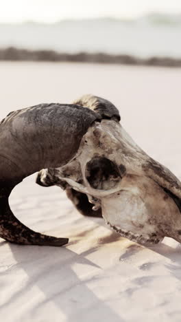 cow skull in the desert