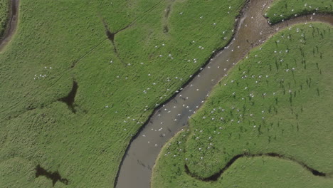 rising shot of seagulls dispersing over marshland