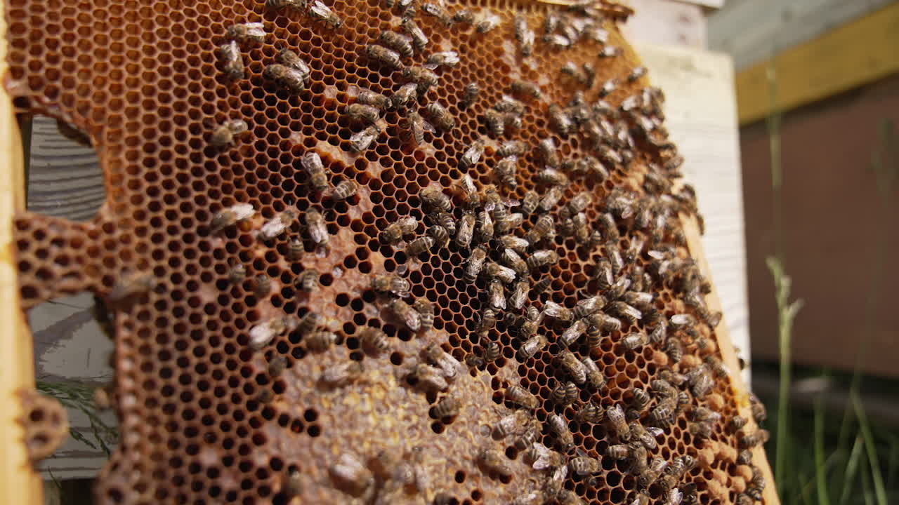Busy bees harvesting summer honey. Close up view of bees working in the hive.