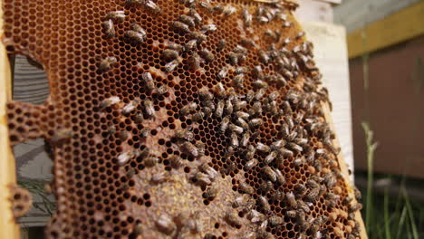 busy bees harvesting summer honey. close up view of bees working in the hive.