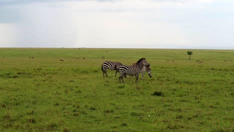 Sensational-establisher-shot-of-three-common-Zebras-in-vast-savanna-field