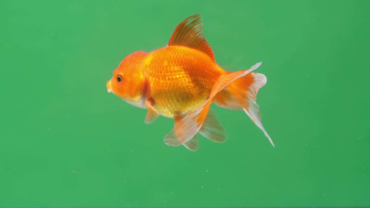 Gold Fish On Green Screen Background