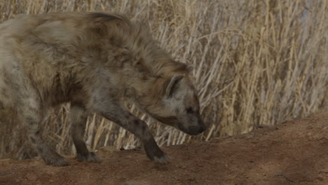 slow motion african hyena walking along