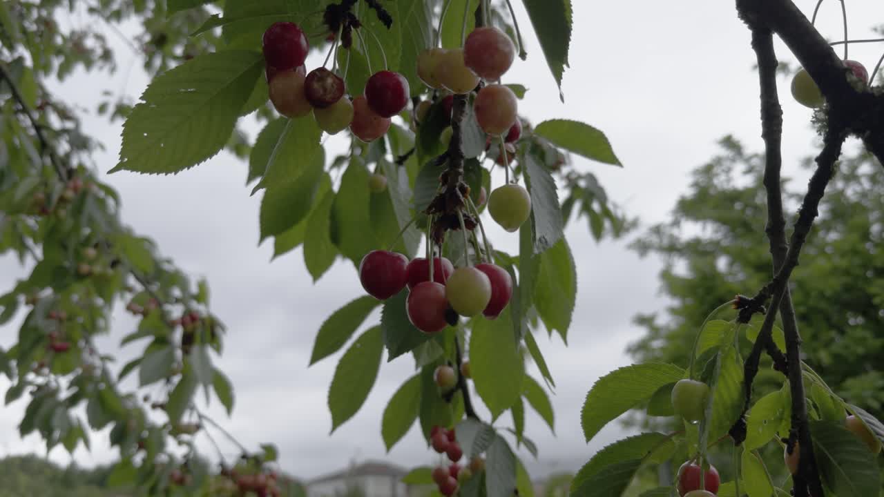 Close Up Maturing Cherries Windy And Cloudy Day Cherry Tree Full Of Leaves
