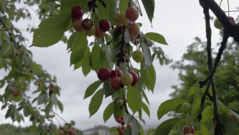 close up maturing cherries windy and cloudy day cherry tree full of leaves