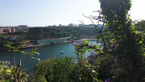 view of porto from torreão do jardim do palácio de cristal, overlooking the river and lush greenery