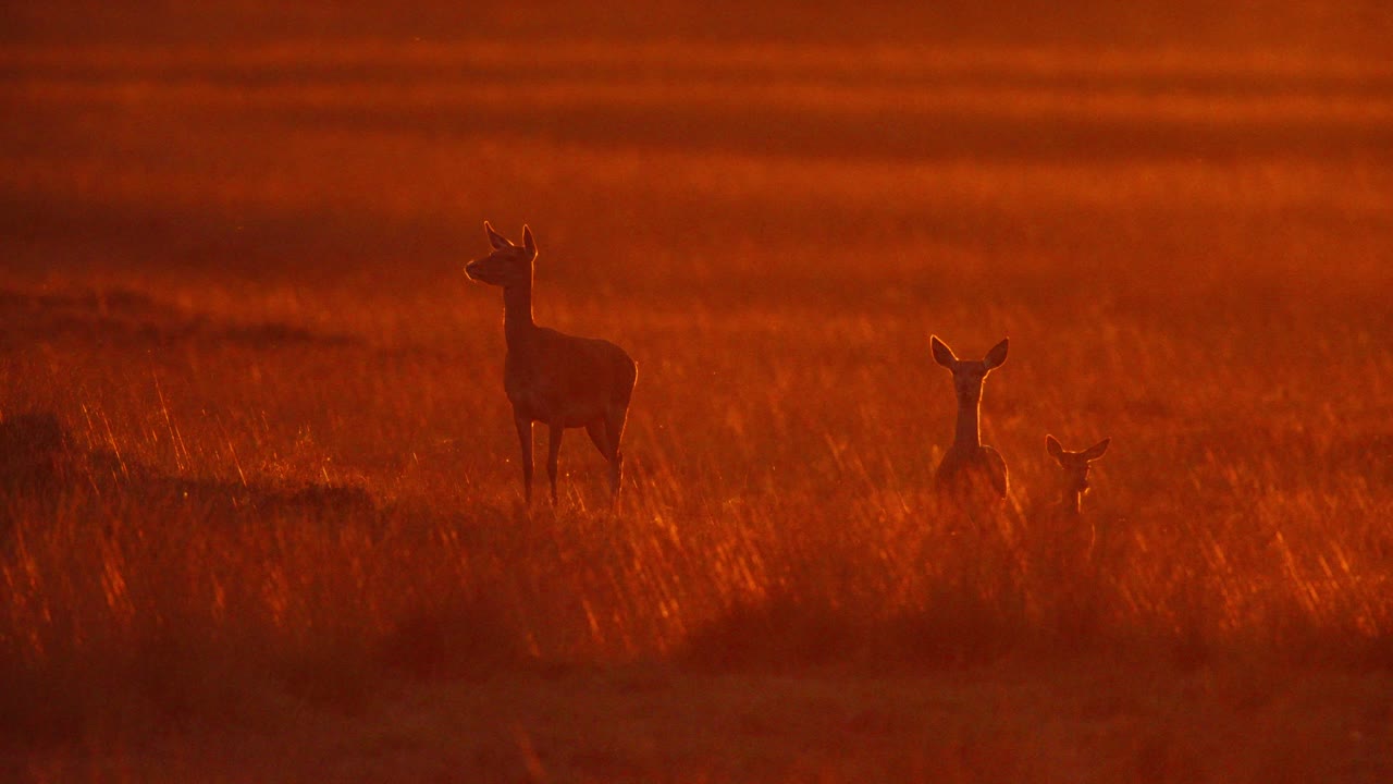 silueta de ciervo al amanecer o al atardecer