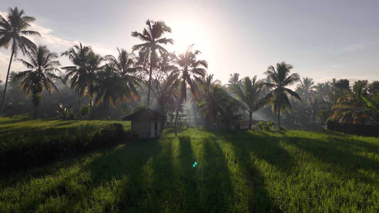 Drone che vola lateralmente sopra risaie con il sole che splende tra le palme in 4K.