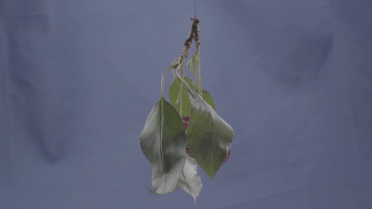 크로마 키를 위해 파란 화면에 루프와 함께 회전하는 체리