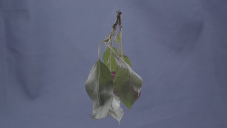 cherry rotating with loop on blue screen for chroma key